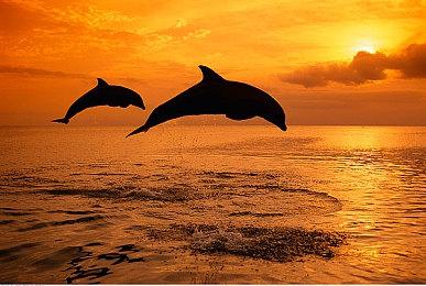 2023年4月日本主机市场销量估测 NS依然领先